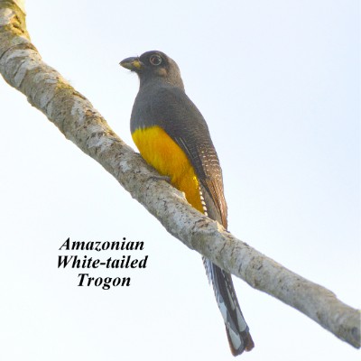 Amazonian White-tailed Trogon